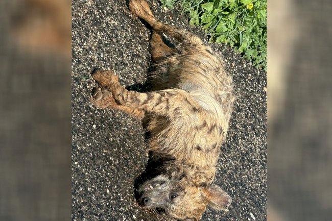 Urfa'da Nesli Tehlikede Olan Çizgili Sırtlan Ölü Bulundu