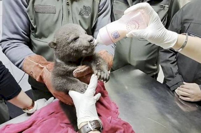 Orman İşçileri Tarafından Yavru Boz Ayı Bitkin Halde Bulundu 