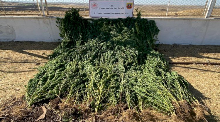 Urfa'da tarlasına kenevir eken şahıs JASAT ekipleri tarafından yakalandı