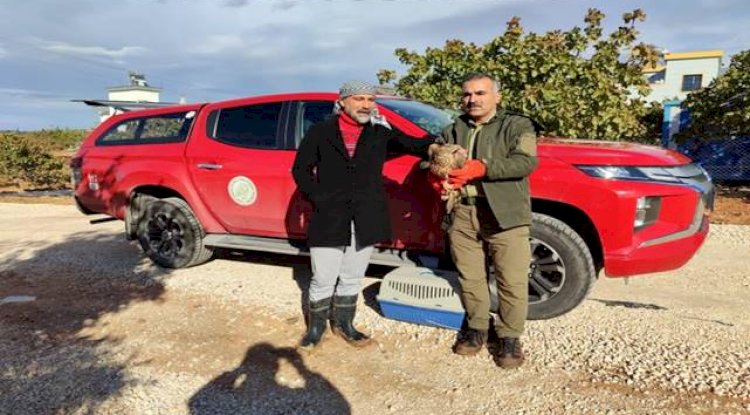 Urfa'da tedavisi yapılan Çakır, doğaya salındı